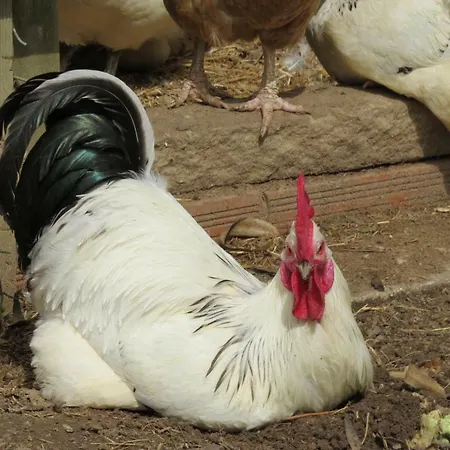 Casa de Férias Farm Holidays Silvercoast